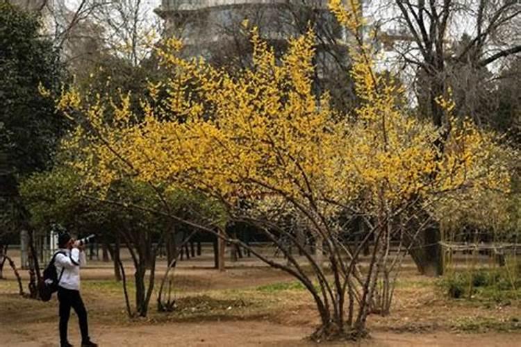 腊梅树的除草方法