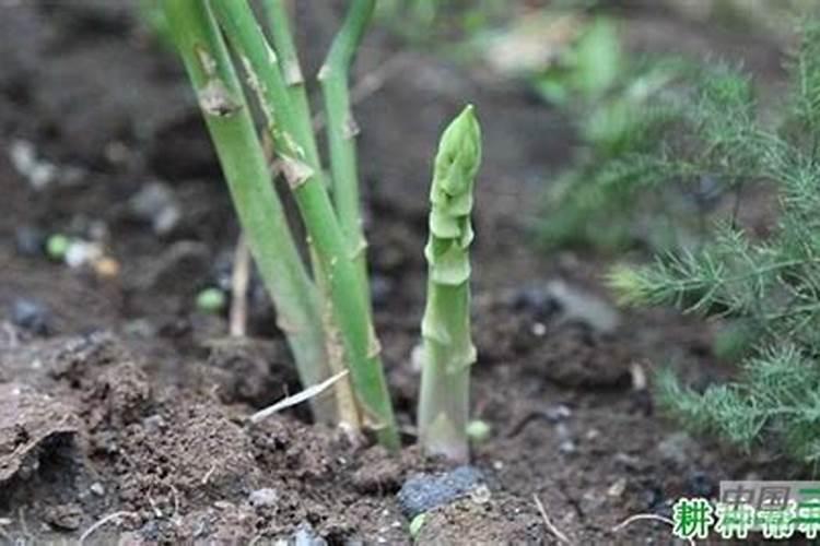 芦笋喜欢哪些肥料