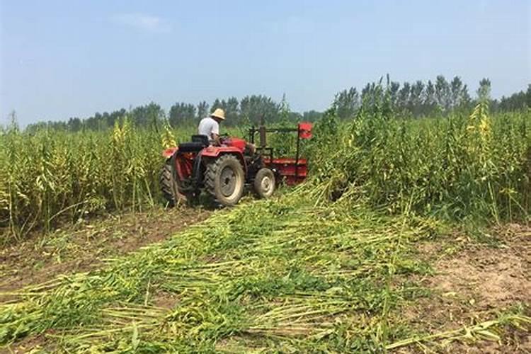 芝麻施肥方法和注意事项 芝麻施肥方法与注意事项有哪些