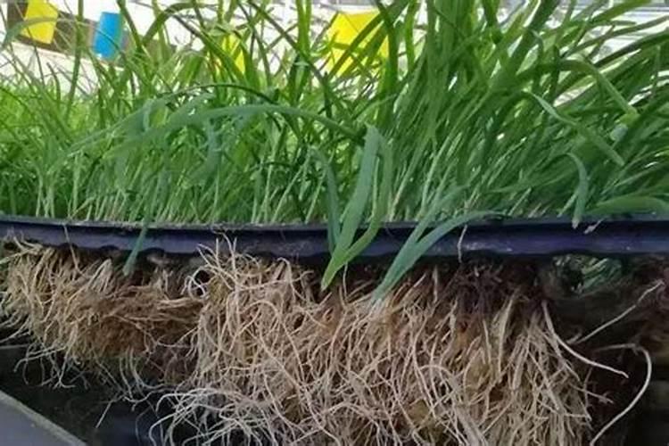 韭菜灌根肥料配方