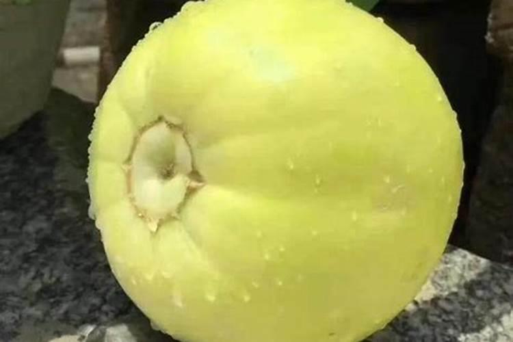 怎样种出的甜瓜更甜