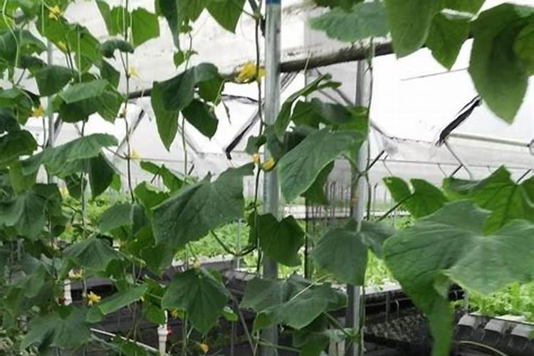 冬春茬甜瓜栽培时如何进行整地施肥？