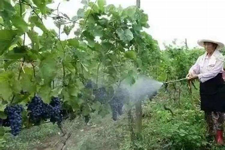怎样进行葡萄叶面喷肥？