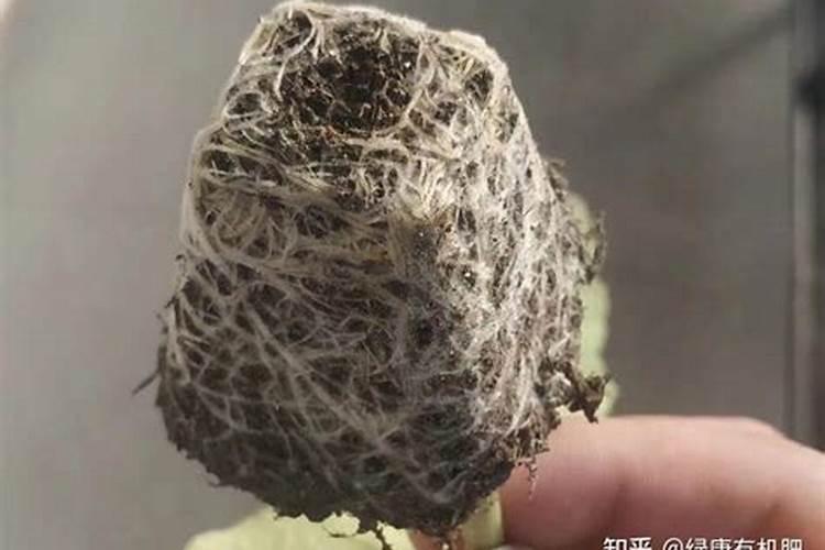 育苗土能不能加肥料