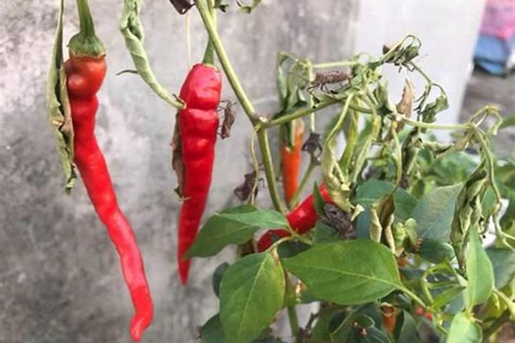 辣椒早衰还是做果期可以喷施磷酸二氢钾加尿素吗？