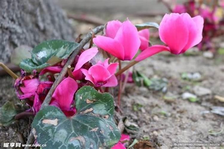 萝卜海棠花朵蔫怎么办