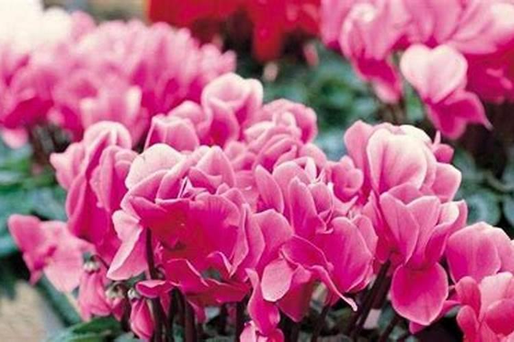 萝卜海棠的养殖方法和注意事项