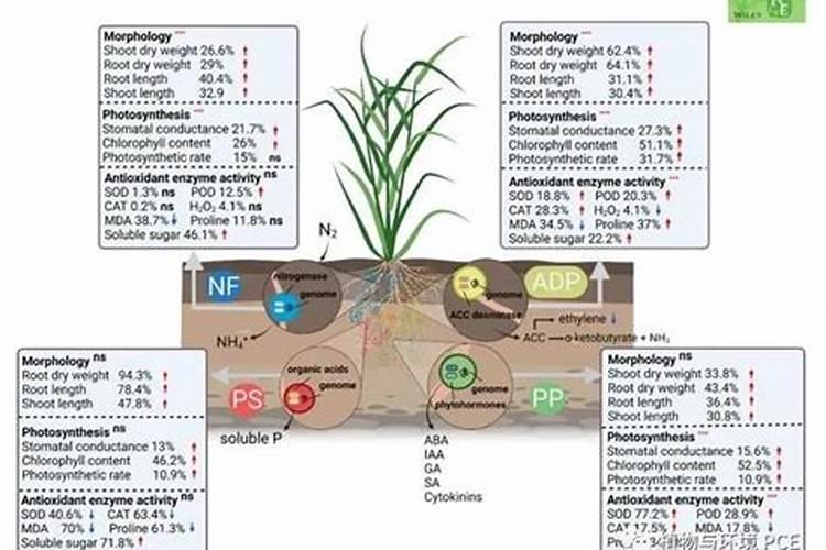 干旱胁迫对植物生长有哪些影响