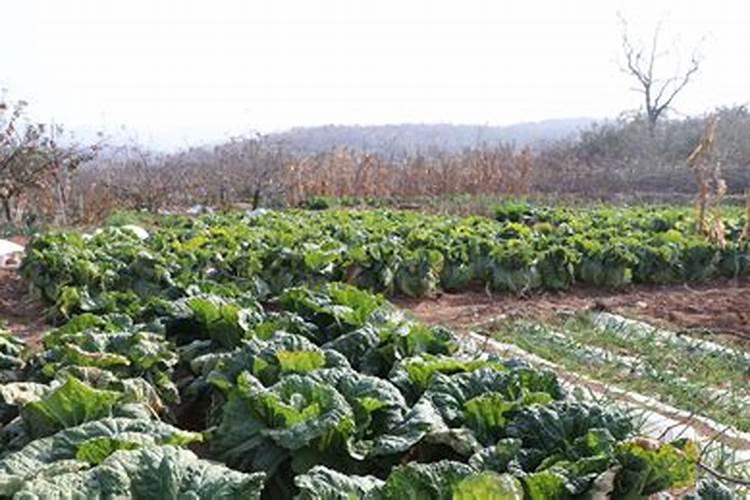 这种“肥料加速器”,凭什么能让庄稼少吃多长？揭秘聚天冬氨酸的神奇作用...