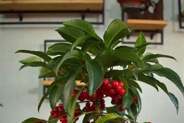 富贵子用什么肥料好