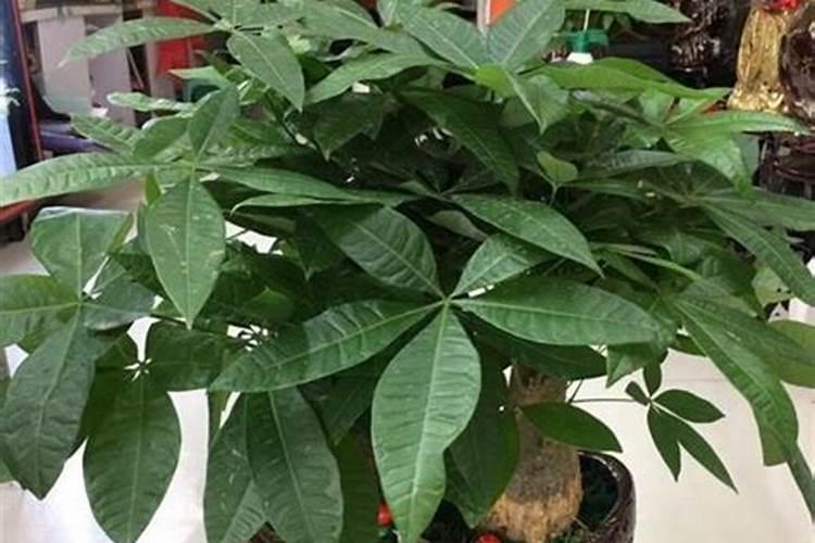 富贵子怎么养才能更旺盛呢