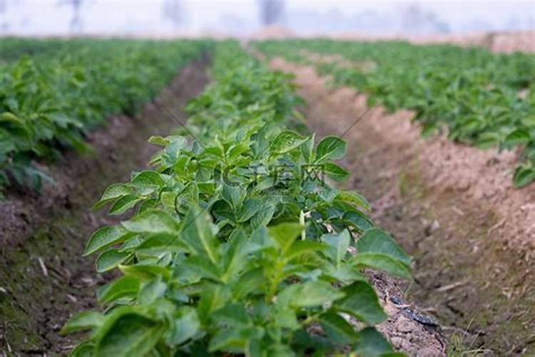 马铃薯苗给水泡久了苗弱了不长高了？