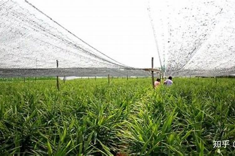 大姜高架网技术要求