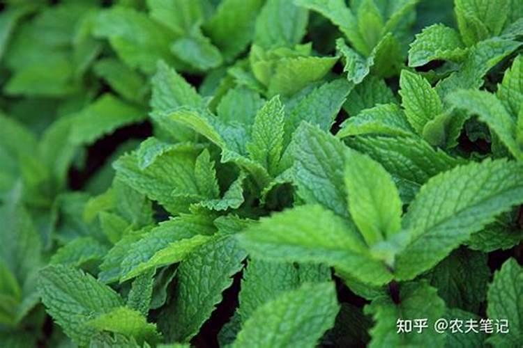 如何给薄荷施肥