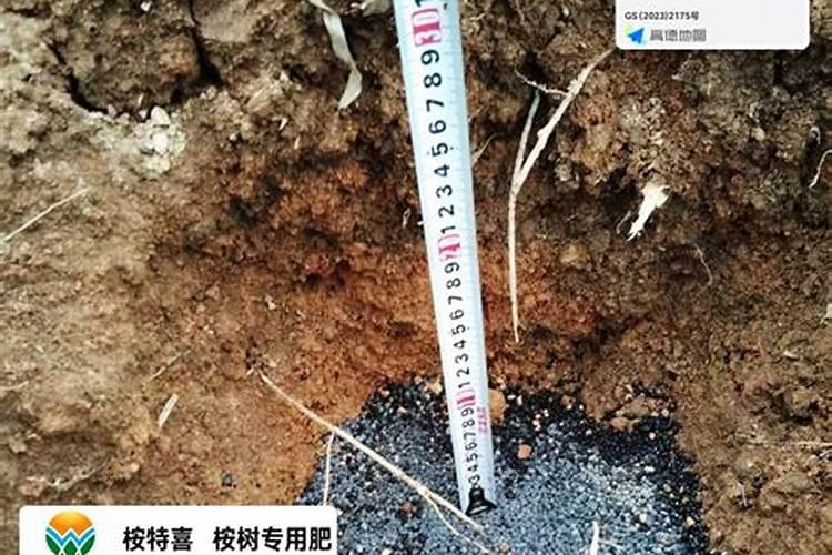 种植桉树底肥放多少