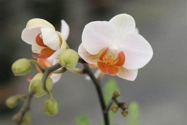 西兰花耐低温多少度