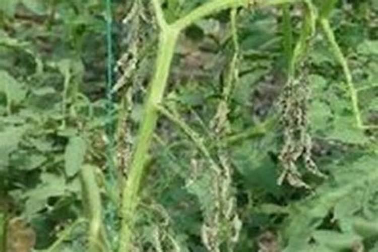 急求番茄青枯病的有效治疗方法？