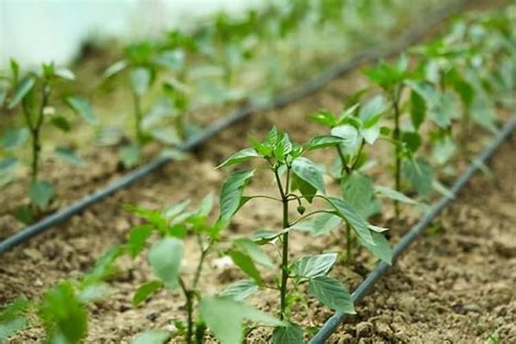 夏天青椒结果后施什么肥