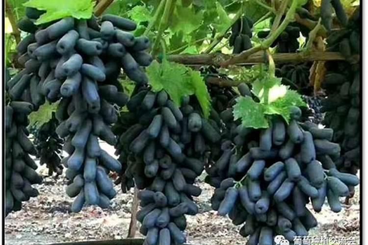 蓝宝石葡萄有种植成功的吗？