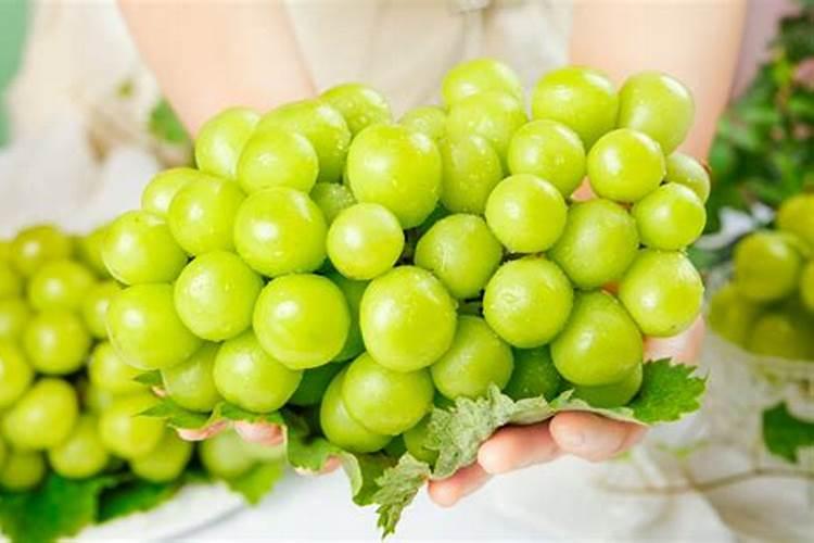 第一年阳光玫瑰栽培养殖方法