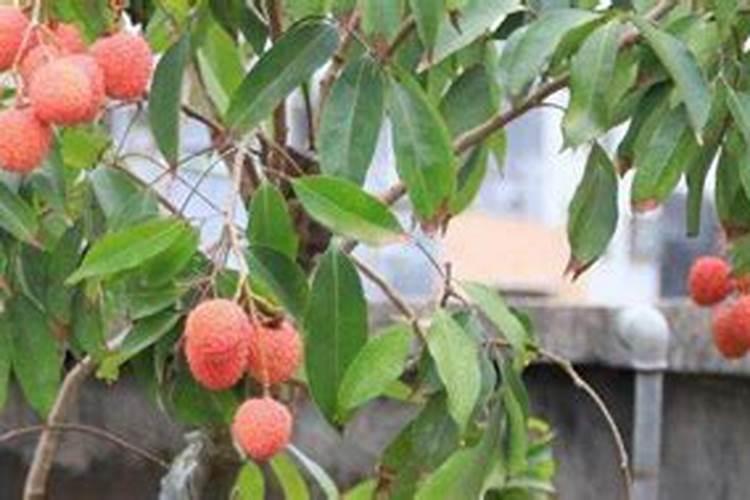 荔枝掉果用什么药