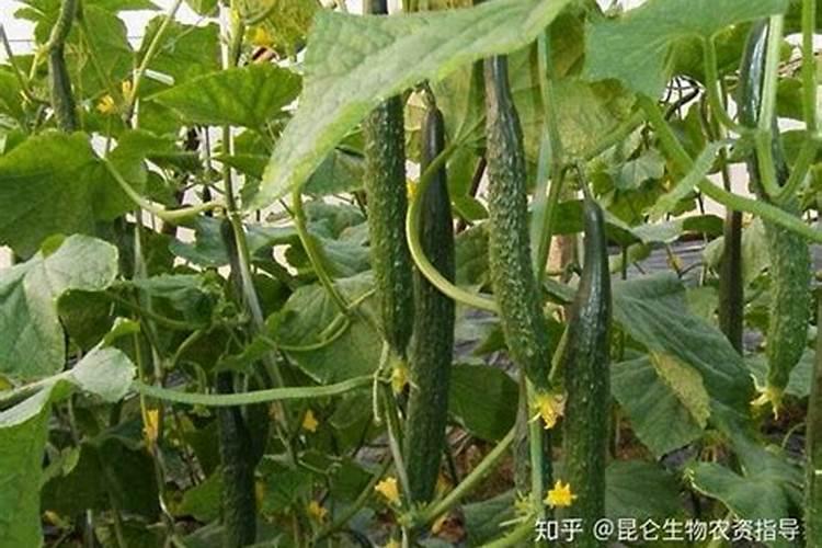 黄瓜保花保果用什么肥料