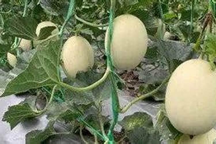 甜瓜苗期需要氮肥吗为什么？