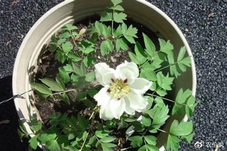 牡丹浇什么肥料合适