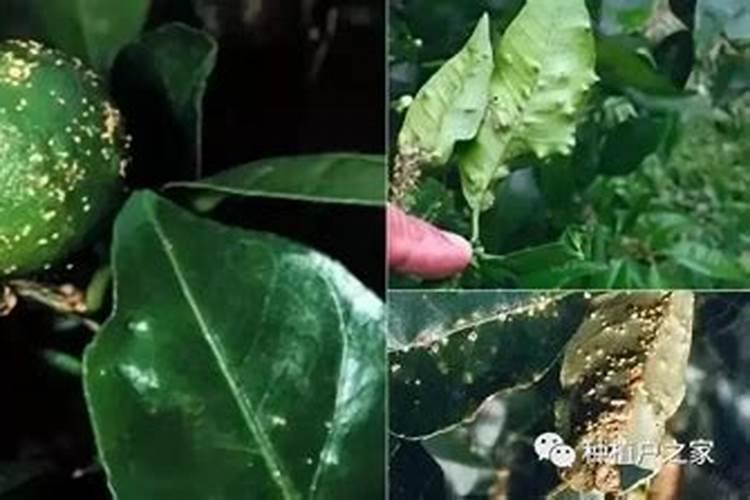 柑橘的病害及预防