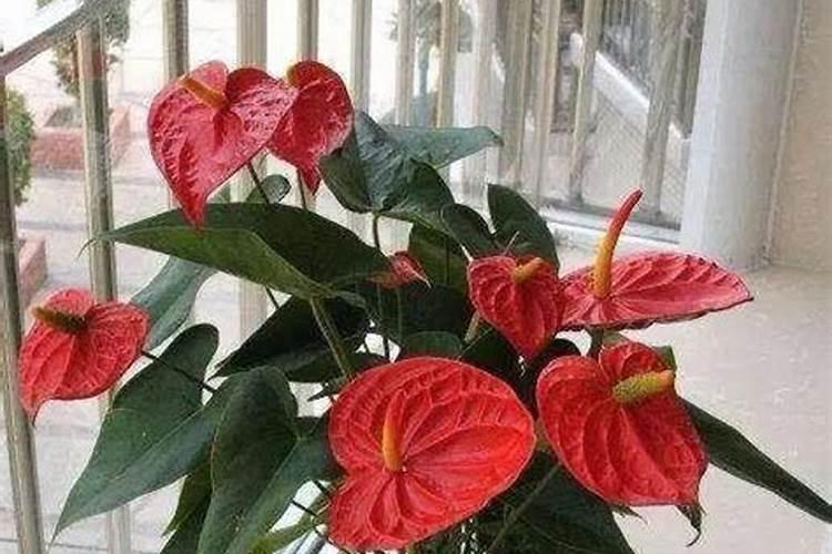 夏天高温植物打什么药能保护叶片