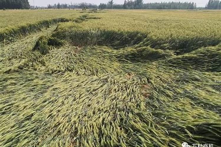 吨粮王适合保定种植吗抗倒伏吗