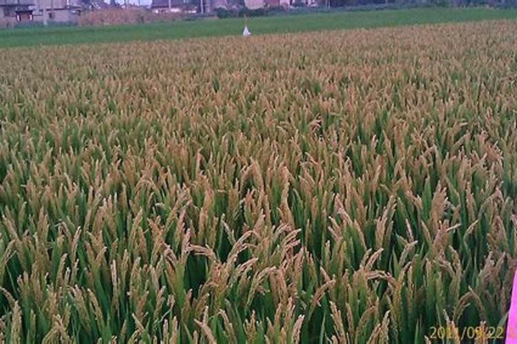 铁杆吨粮王水稻品种