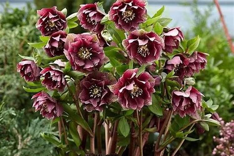 铁筷子的养殖方法和注意事项