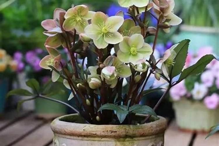 铁筷子盆栽从繁殖栽培到养护都需要注意什么？