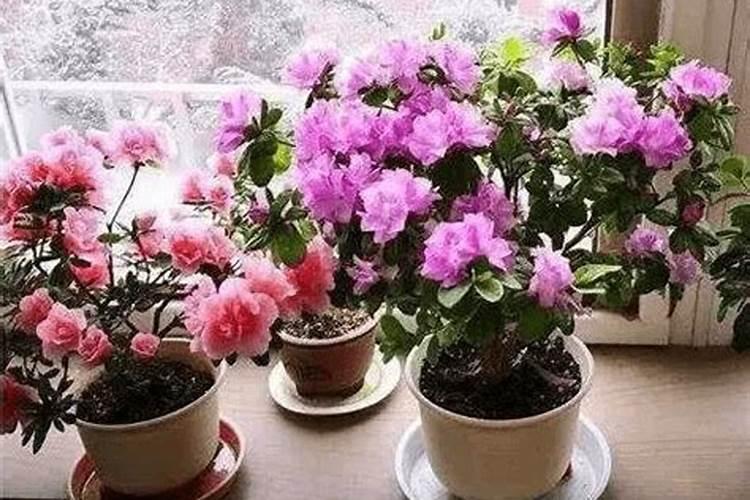 浇花肥没采取措施室内太臭怎么办