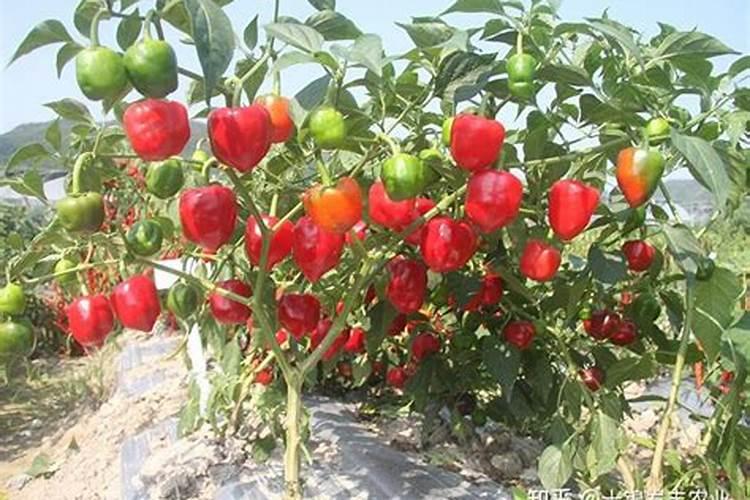 灯笼椒种植土壤要求和管理措施