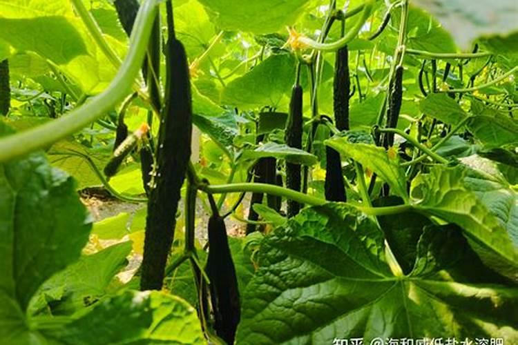 黄瓜可以施复合肥吗？