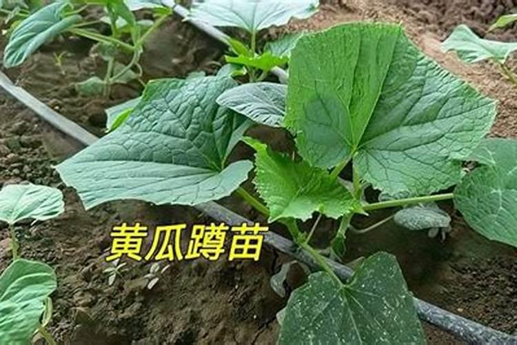 黄瓜蹲苗以后,第一水放啥肥料？