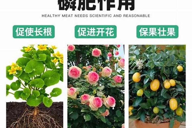 钙肥选哪个品牌好？