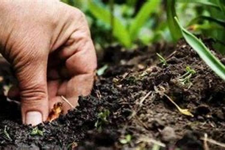 甲肥料是什么肥料