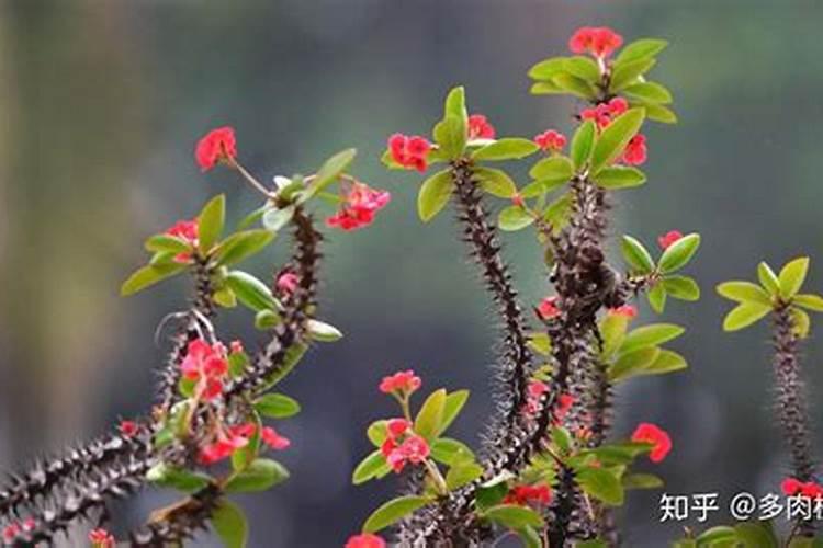 虎刺梅上什么肥容易开花？