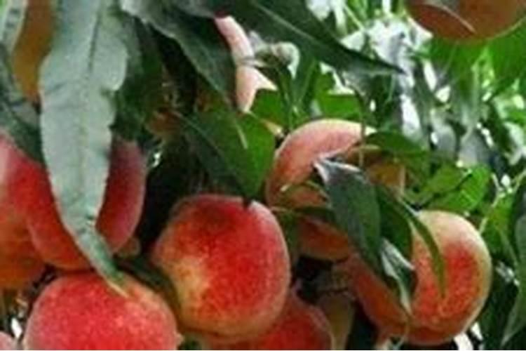 冬桃管理技巧有哪些？