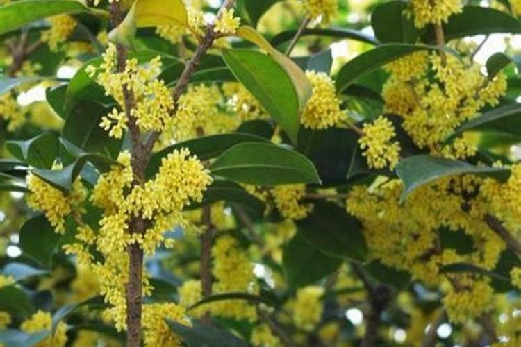 桂花树怎样施肥好？