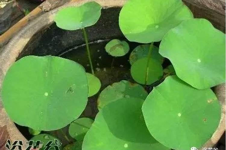 碗莲一周可以施一次草木灰吗？