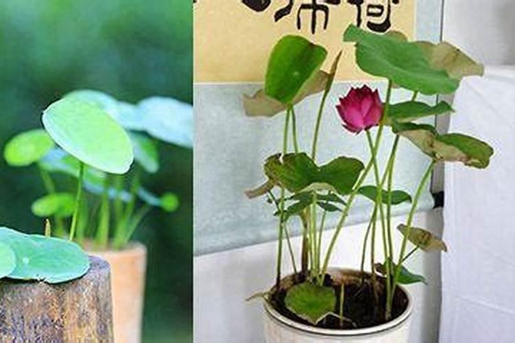 碗莲施用什么肥料