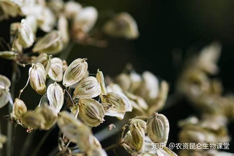 底肥用什么肥料有助于长根？底肥什么时候用长势好？