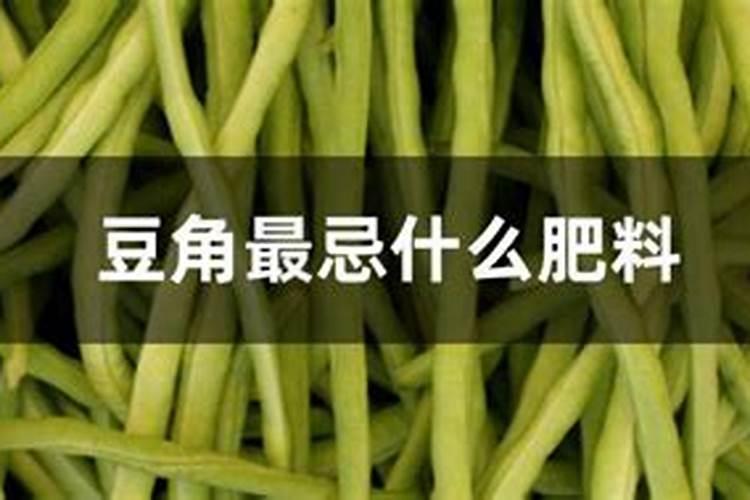 豆角最忌什么肥料