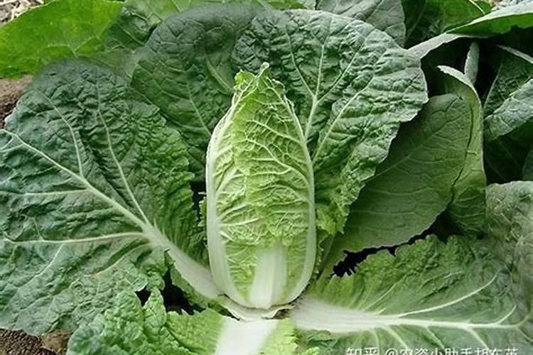 娃娃菜上什么肥料好