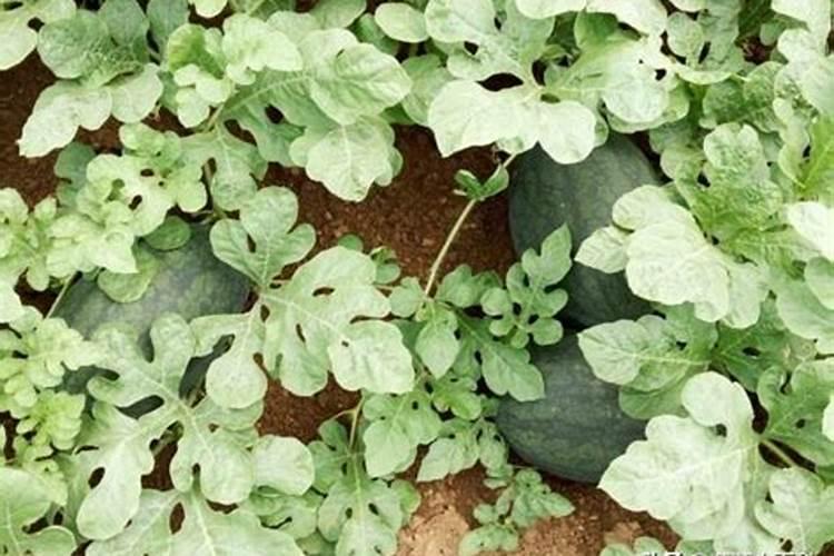 西瓜坐果但苗不旺盛怎么办