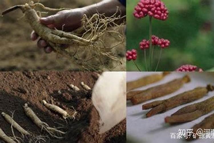 中药材壮根根茎块膨大？人参一次冲施多少肥料合适？